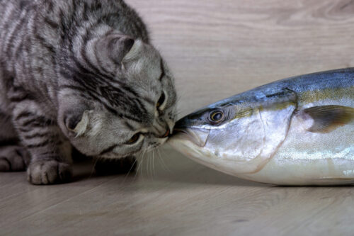 猫とマグロ