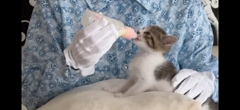 ミルクを飲む猫