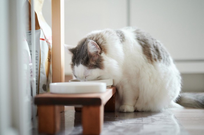 ご飯を食べている猫