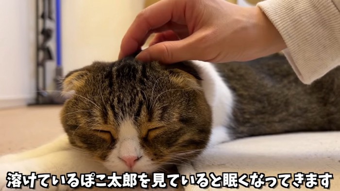 寝ている猫