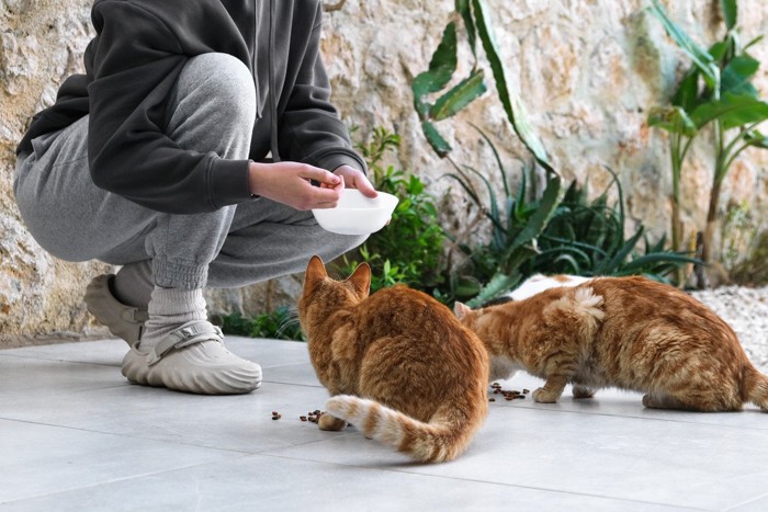 ご飯をもらう野良猫