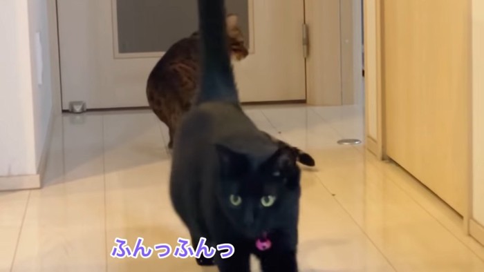 しっぽを立てている黒猫