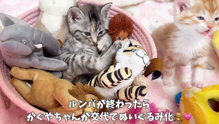 サバトラの子猫