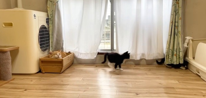 寝ている茶トラ猫と遊んでいる白黒猫2匹
