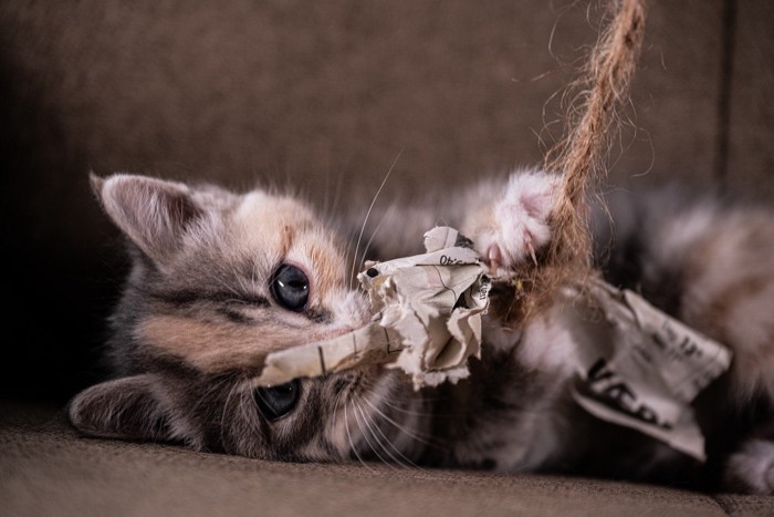 手作りおもちゃで遊ぶ子猫