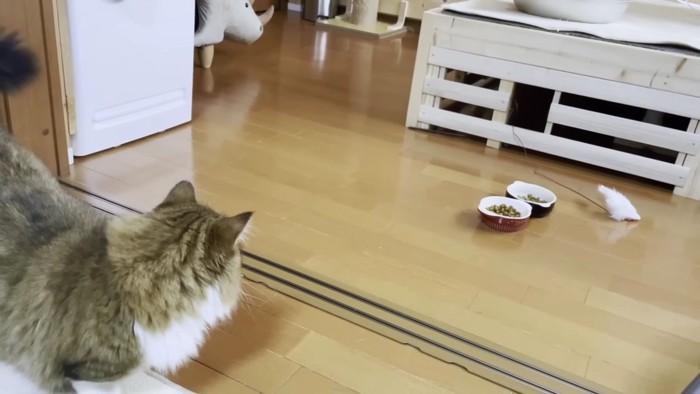 飛んで行ったオモチャを見つめる猫