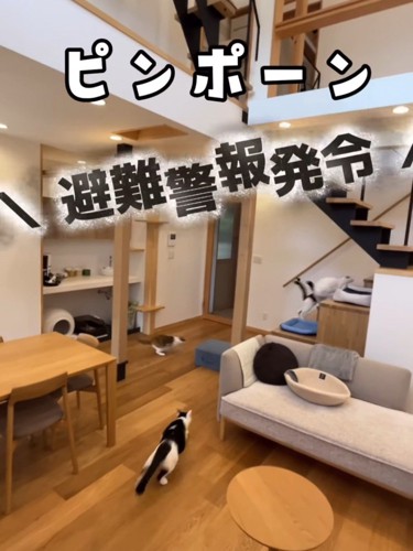 逃げる別の2匹の猫