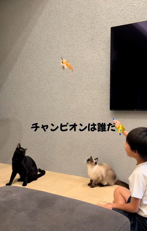 猫じゃらしを持っている子どもと遊んでいる二匹の猫
