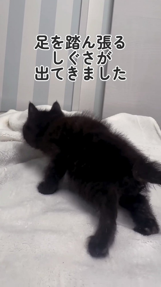 脚を踏ん張って立つ黒猫