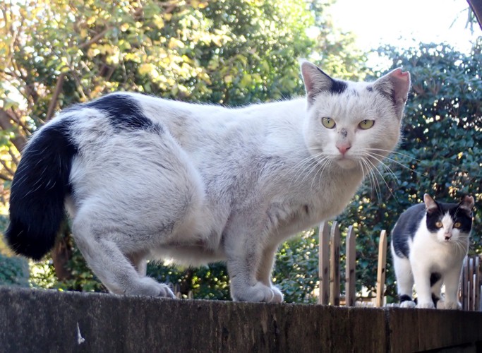 避妊手術を終えて一緒に暮らす親子猫