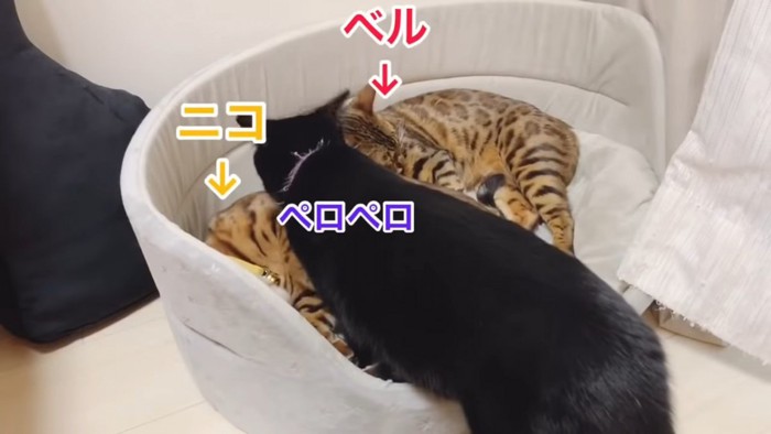 3匹の猫