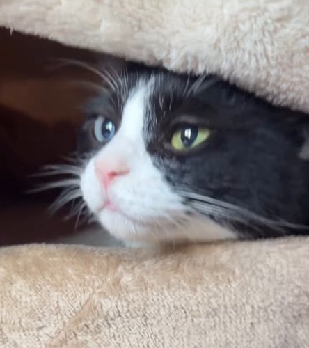 毛布の外を見つめる猫