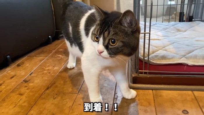 立っている猫