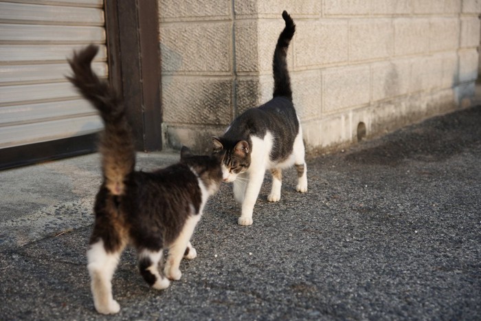 出会って挨拶を交わす猫