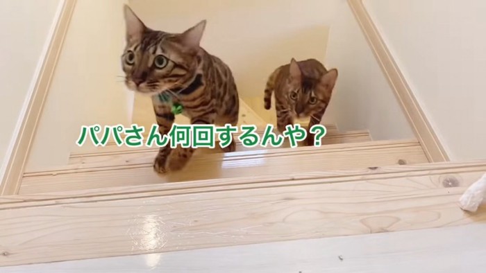 見上げる2匹の猫