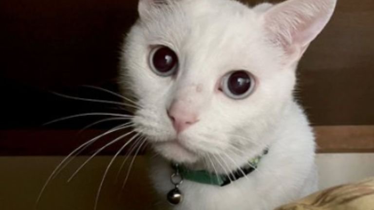 室内にいる猫