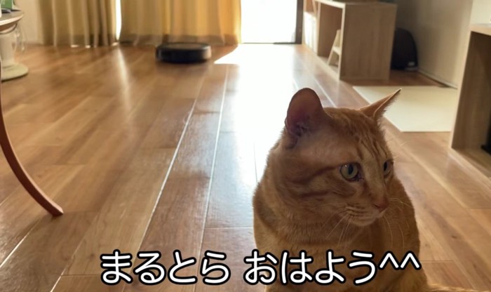 茶トラ猫の後ろにお掃除ロボットが動いている様子