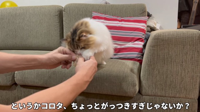 マタタビのにおいを嗅ぐ猫