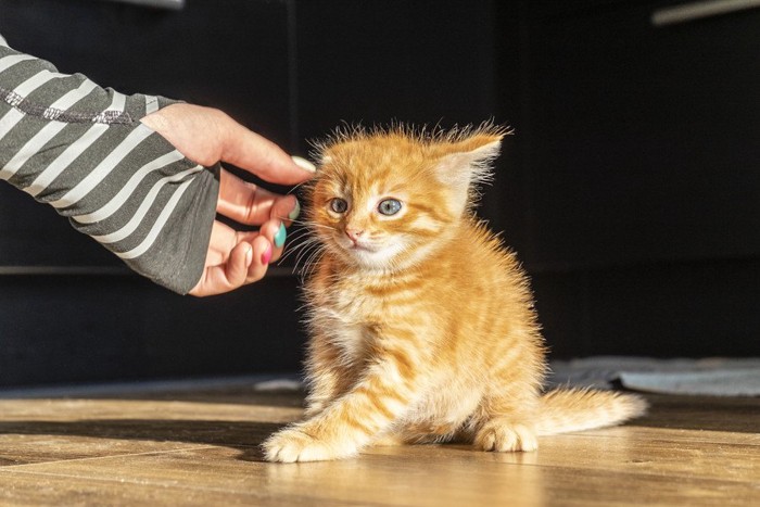 人の手を怖がる猫