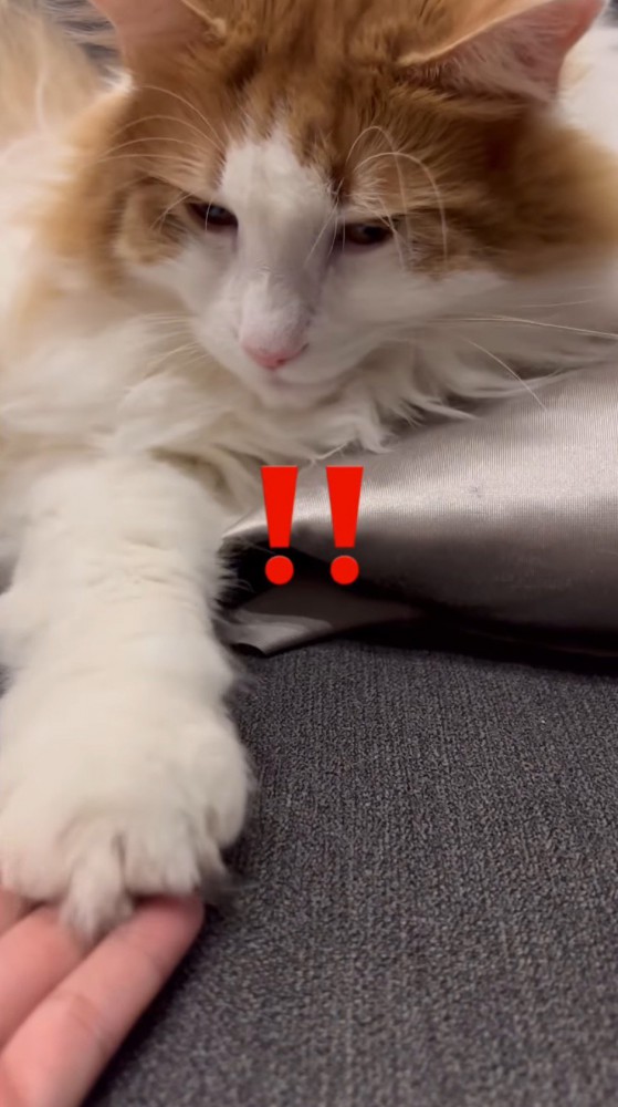 飼い主の手に前足を乗せる猫