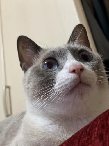 猫の顔