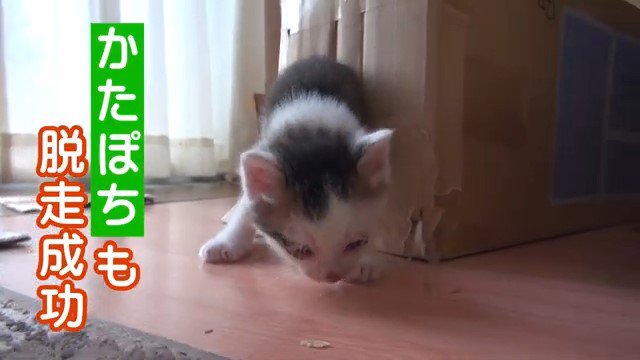 段ボールの穴から出てくる子猫