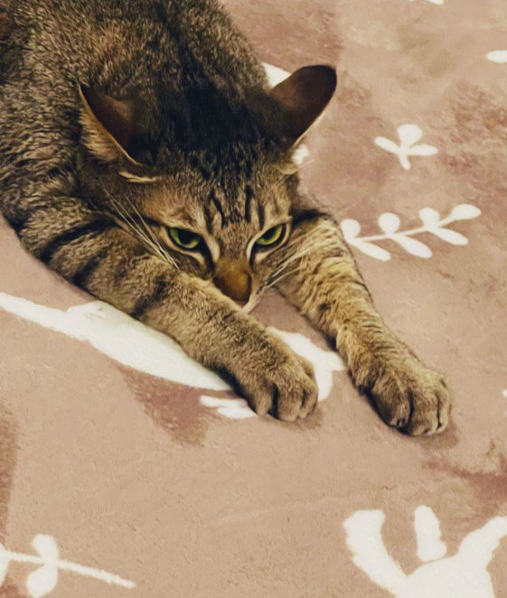 伸びている猫（顔のアップ）