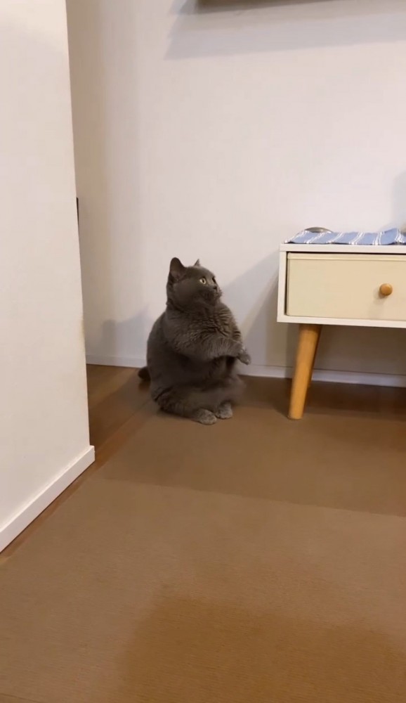 立って両手を浮かせる猫1