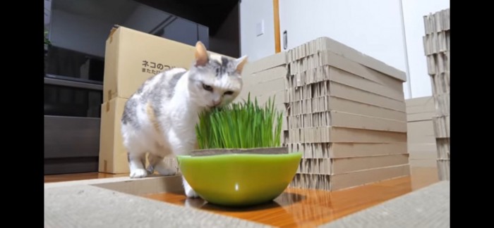 猫草