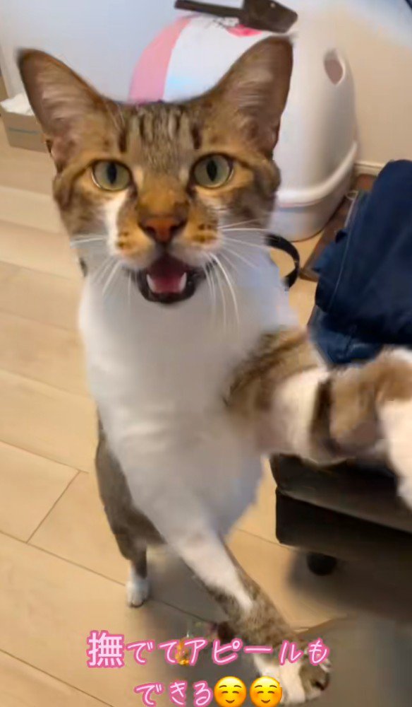 なでてアピールをするとろろちゃん