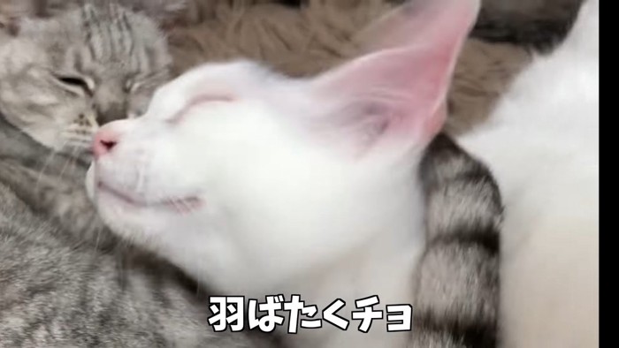 羽ばたくチョ