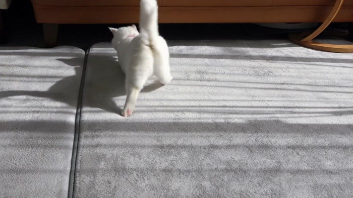 猫のお尻