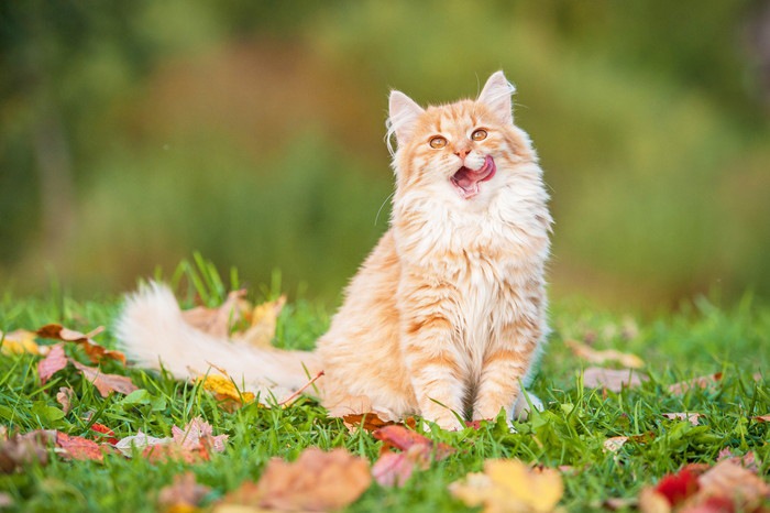 茶とらの猫が舌をぺろり