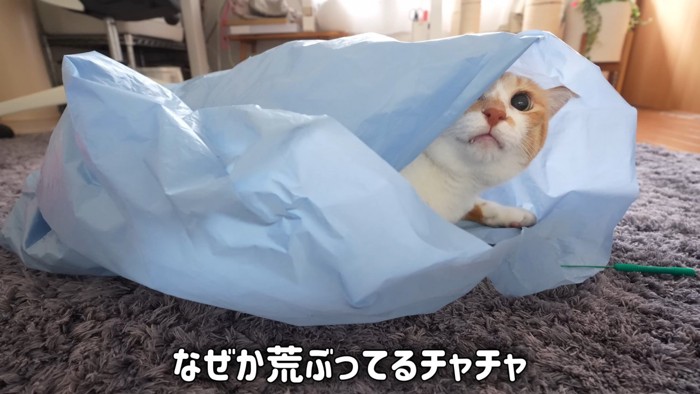 袋に入る猫