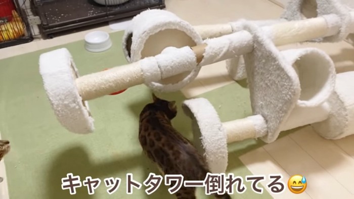 倒れているキャットタワーと下を歩く猫