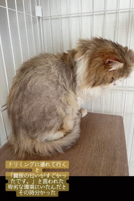 座る猫の背中