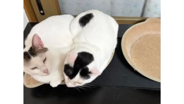 室内にいる猫