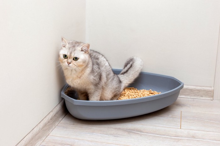 三角形の猫トイレに排泄している猫