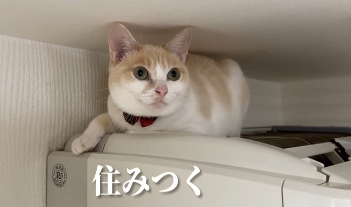 住みつくの文字と猫