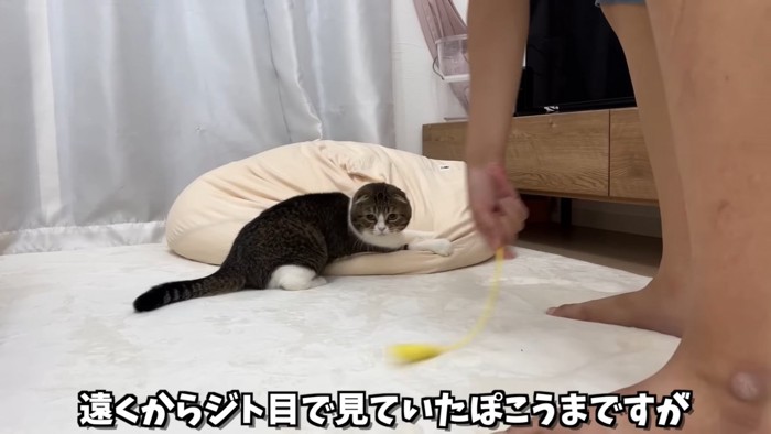 猫じゃらしで遊ぶ猫