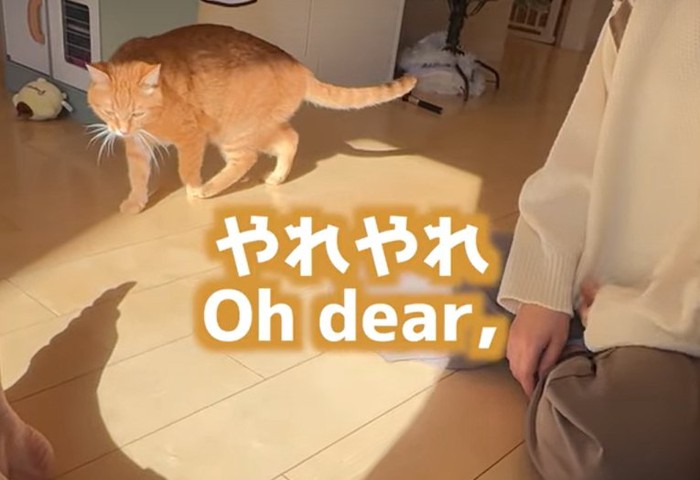 歩く茶トラ猫（やれやれ）