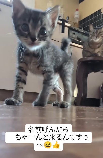 名前を呼ぶとやってくる子猫