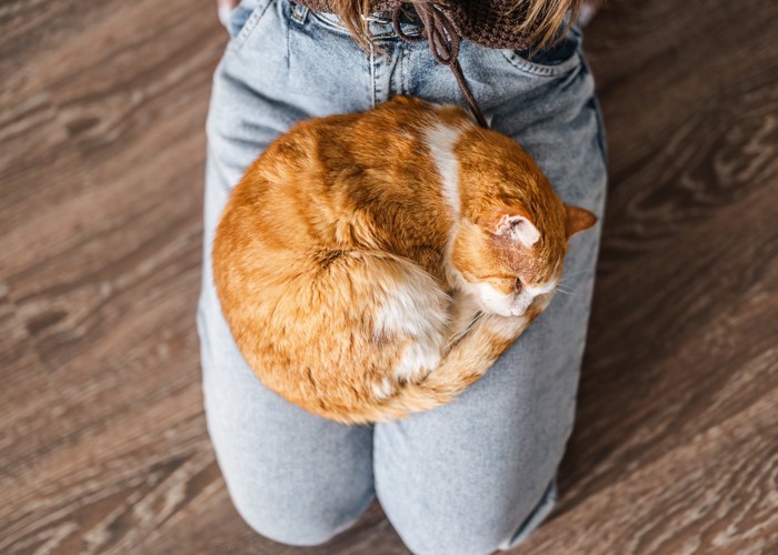 膝の上で寝る猫