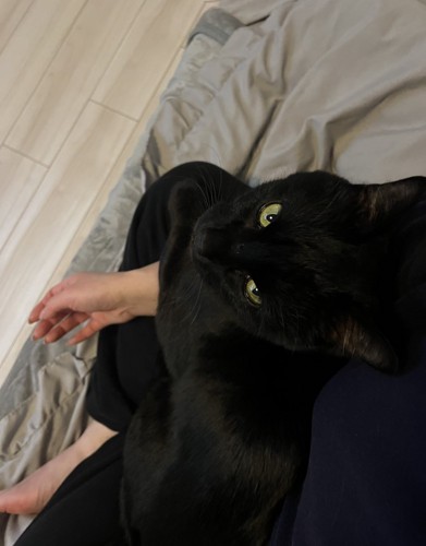 膝に乗る猫