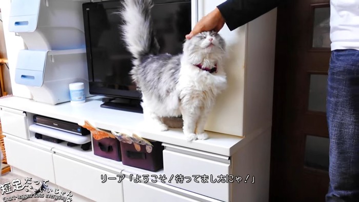 頭をなでられる猫