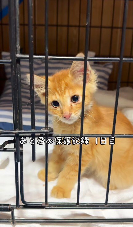 ケージの中の子猫