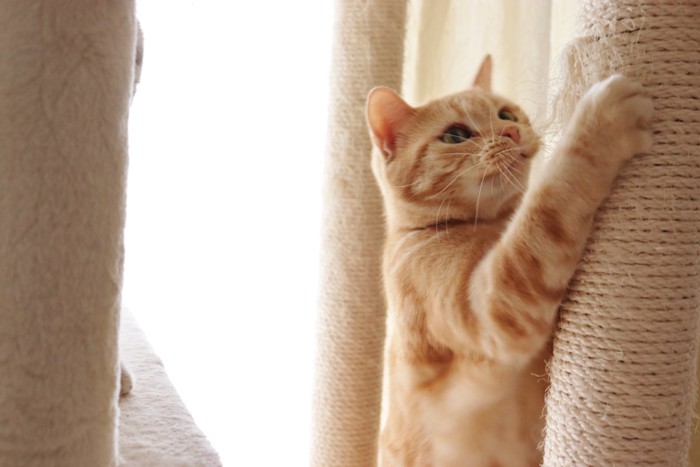 麻ひもで爪を研ぐ猫