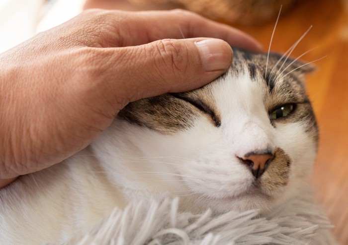 撫でられてイヤそうな顔を浮かべる猫