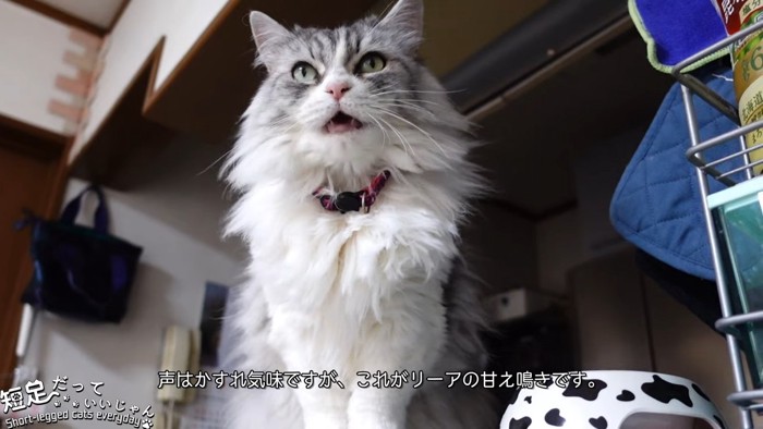 長毛の猫