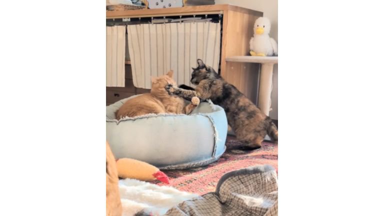 ケンカしている猫たち